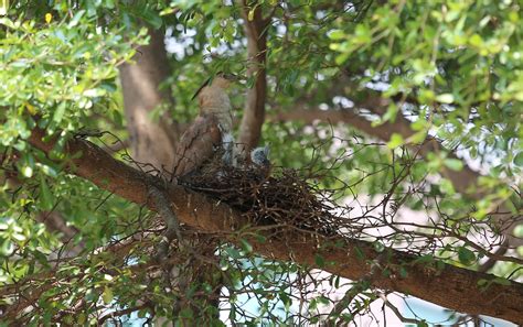 鳥築巢在家|野鳥叫聲好滋擾？家中有野鳥築巢怎麼辦？漁護署教你。